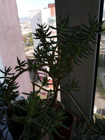 Лот: 13915166. Фото: 1. Крассула тетрагона (crassula tetragona... Горшечные растения и комнатные цветы