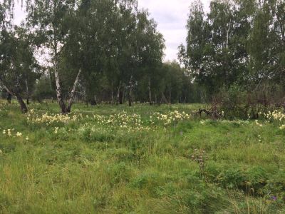 Лот: 6756889. Фото: 1. Куплю участок или дом Октябрьский... Земельные участки