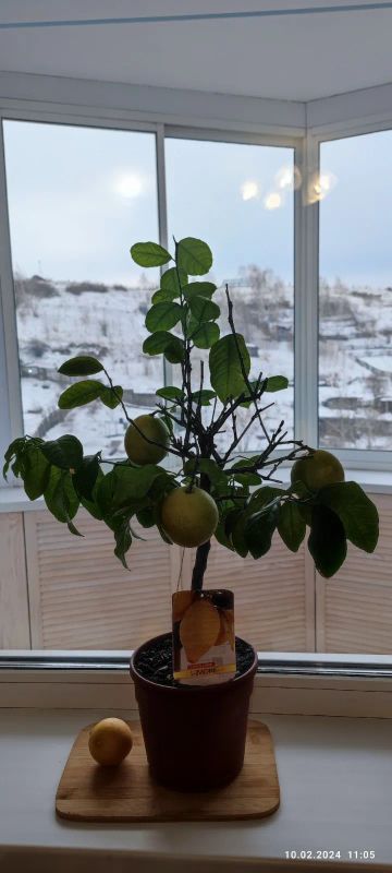 Лот: 21377397. Фото: 1. Лимон с плодами дерево. Подарки на 8 марта
