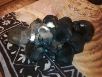 Лот: 3513872. Фото: 1. Щенки овчарки с ... Собаки, щенки