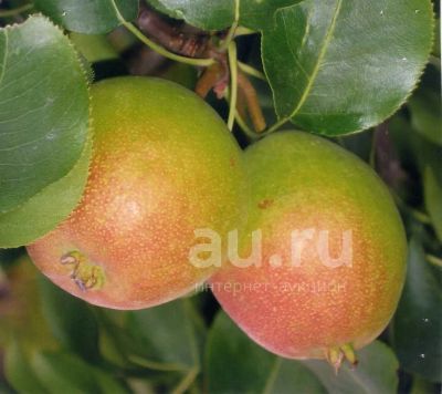Лот: 19029349. Фото: 1. Груша Малиновка ЗКС и ОКС. Фрукты и орехи