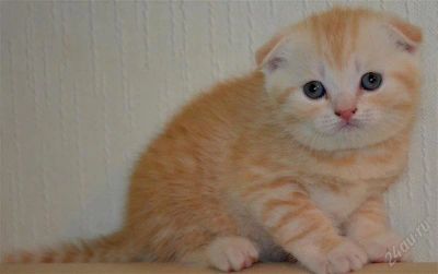 Лот: 2689819. Фото: 1. Шотландский котенок!. Кошки, котята