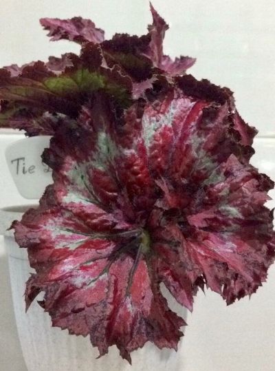 Лот: 10448581. Фото: 1. Бегония "Tie Dye" (Расписной галстук... Горшечные растения и комнатные цветы