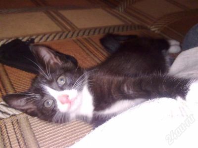 Лот: 555547. Фото: 1. Милая девочка котенок ищет добрую... Остальные животные