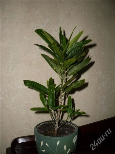 Лот: 1127366. Фото: 1. Кротон 1. Горшечные растения и комнатные цветы