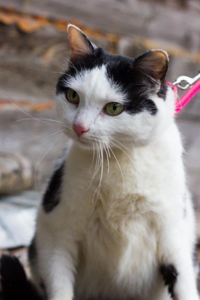 Лот: 5137949. Фото: 1. Коты и кошки стерилизованные. Кошки, котята