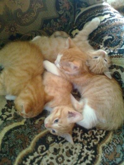 Лот: 1226193. Фото: 1. Рыжие котята!. Кошки, котята