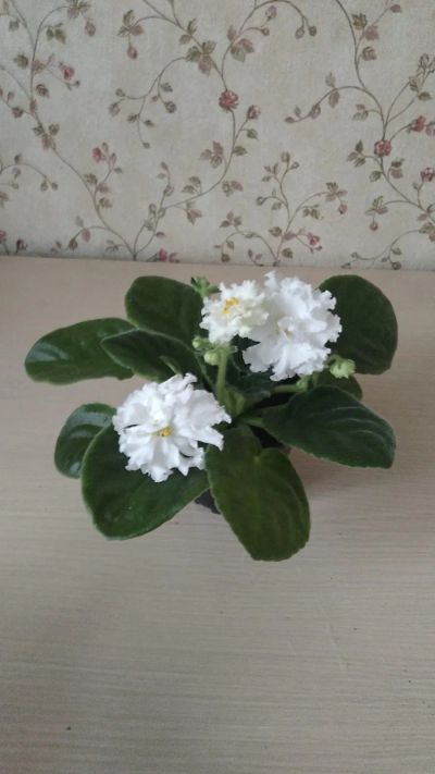 Лот: 19540154. Фото: 1. Фиалки. Горшечные растения и комнатные цветы