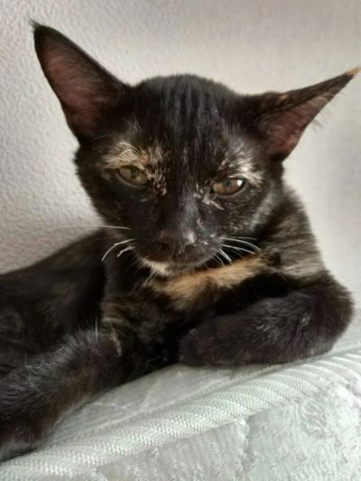 Лот: 10782771. Фото: 1. котенок черный. Кошки, котята
