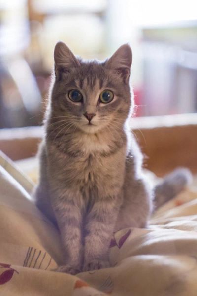 Лот: 6375482. Фото: 1. Кошечка котенок. Кошки, котята