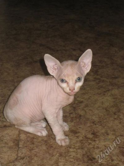Лот: 28815. Фото: 1. Котята породы сфинкс. Красноярск