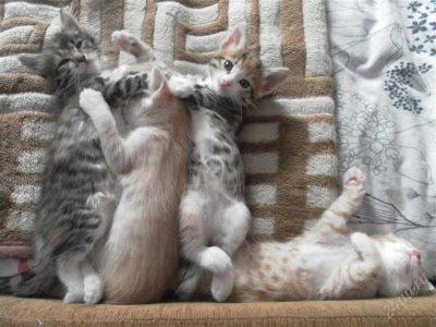 Лот: 2652314. Фото: 1. Отдам милых и славных котят. Кошки, котята