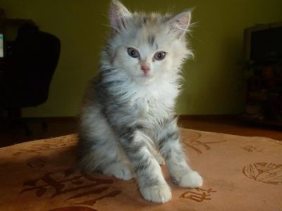 Лот: 3019404. Фото: 1. Полуперс, девочка, 3 месяца. Кошки, котята