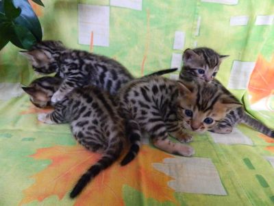 Лот: 7986248. Фото: 1. Бенгалята. Кошки, котята
