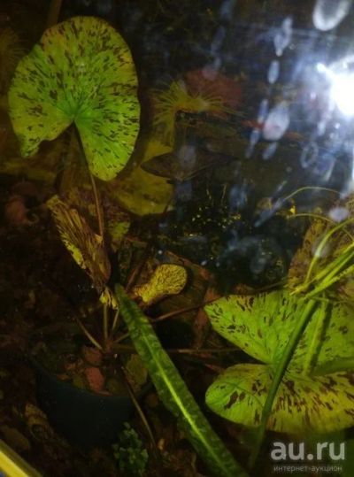 Лот: 13603738. Фото: 1. Нимфея тигровая(зелёная). Водные растения