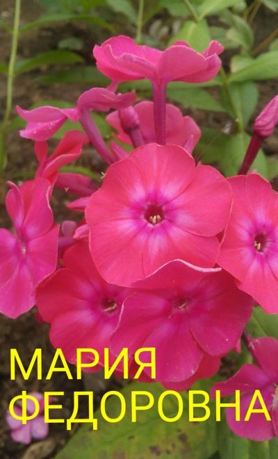 Лот: 11904931. Фото: 1. флокс " мария федоровна". Садовые цветы