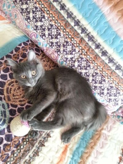 Лот: 6963385. Фото: 1. Котенок пушистый. Кошки, котята