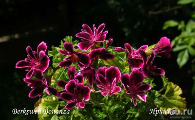 Лот: 9022500. Фото: 1. Королевская пеларгония "Berkswell... Горшечные растения и комнатные цветы