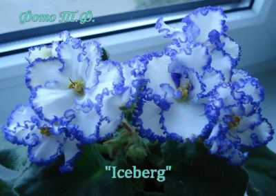 Лот: 3123149. Фото: 1. стартер фиалки Iceberg. Горшечные растения и комнатные цветы