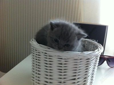Лот: 1739458. Фото: 1. Котята . шотландские вислоухие... Кошки, котята