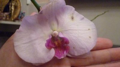 Лот: 8609997. Фото: 1. орхидея фаленопсис F26(цветки... Горшечные растения и комнатные цветы