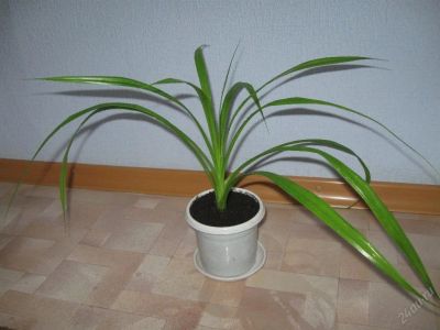 Лот: 64669. Фото: 1. Панданус. Другое (комнатные растения и уход)