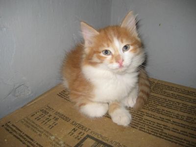 Лот: 6389353. Фото: 1. отдам котят в хорошие руки. Кошки, котята