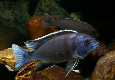 Лот: 20089380. Фото: 1. Псевдотрофеус Ацей (Pseudotropheus... Рыбки