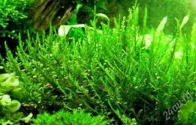 Лот: 1890455. Фото: 1. Creeping moss. Водные растения