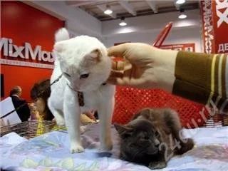 Лот: 135370. Фото: 1. подарю кота!!! европейского ангорца... Остальные животные