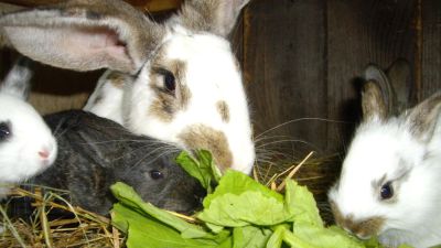 Лот: 9666797. Фото: 1. крольчата обычные 1 месяц с другого... Остальные животные
