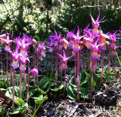 Лот: 15920511. Фото: 1. Калипсо (лат. Calypso bulbosa... Садовые цветы