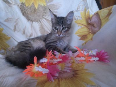 Лот: 7708448. Фото: 1. Котенок, домашний тигр по кличке... Кошки, котята