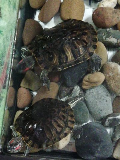 Лот: 17794189. Фото: 1. Красноухие черепахи. Другое (аквариумистика)