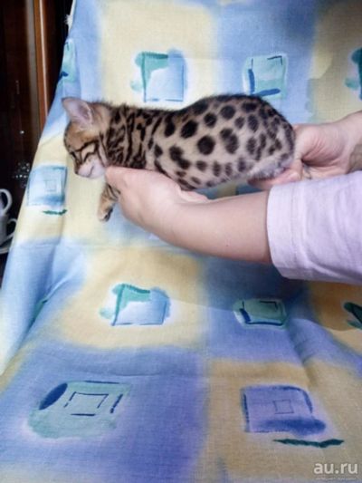 Лот: 13666464. Фото: 1. бенгальские днвчонки. Кошки, котята