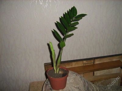 Лот: 921203. Фото: 1. -замиокулкас. Горшечные растения и комнатные цветы
