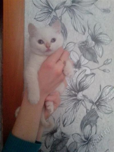 Лот: 2828524. Фото: 1. Отдам даром котенка(кошечка). Кошки, котята