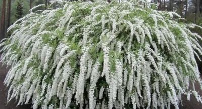 Лот: 9026653. Фото: 1. спирея серая- кустарник. Декоративные кустарники и деревья