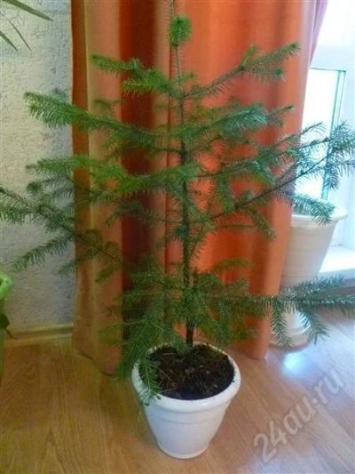 Лот: 653737. Фото: 1. в лесу родилась ёлочка. Разное