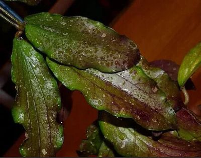 Лот: 15919521. Фото: 1. Hoya erythrina 'Bajo'. Горшечные растения и комнатные цветы