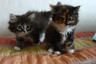 Лот: 6228980. Фото: 1. Отдам красивых котят!. Кошки, котята