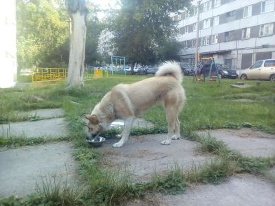 Лот: 10059975. Фото: 1. Найдена лайка затон. Собаки, щенки
