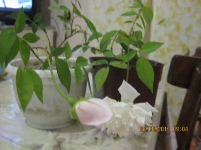 Лот: 5115053. Фото: 1. саженец розы комнатной. Горшечные растения и комнатные цветы