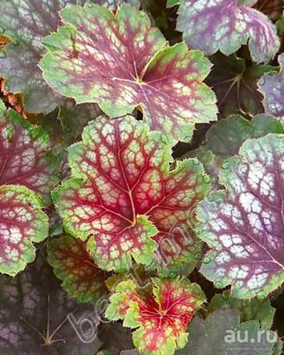 Лот: 12325402. Фото: 1. Гейхера Марвелос Марбл (Heuchera... Садовые цветы