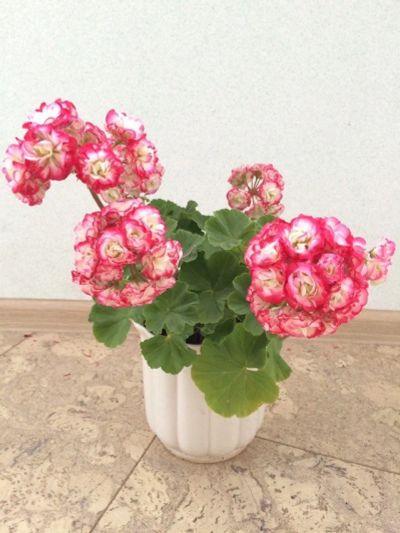 Лот: 11473602. Фото: 1. Пеларгония Apple Blossom Rosebud... Горшечные растения и комнатные цветы