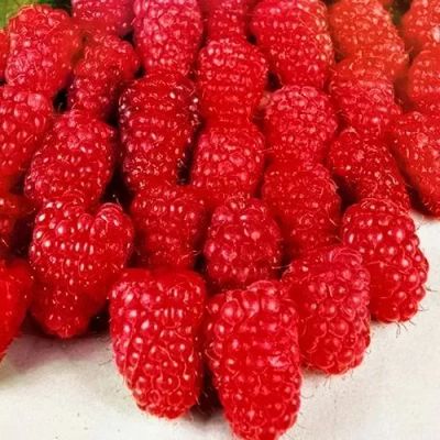 Лот: 23558026. Фото: 1. Малина крупноплодная Гусар. Ягоды