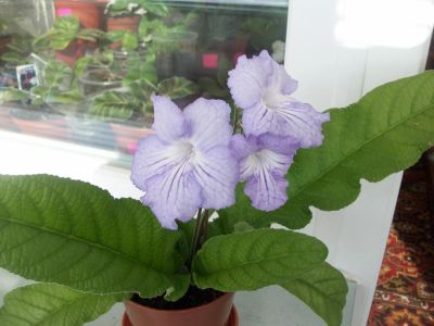 Лот: 4336256. Фото: 1. Стрептокарпус Neil's Lilac , крупная... Горшечные растения и комнатные цветы