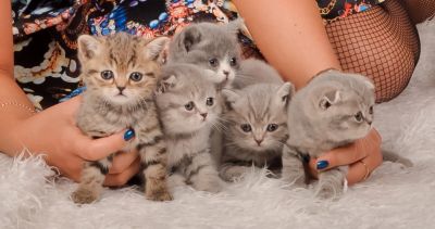 Лот: 3496316. Фото: 1. шотландские котята. Кошки, котята