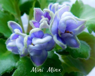 Лот: 8500811. Фото: 1. Минифиалка сортовая Mini Minx... Горшечные растения и комнатные цветы