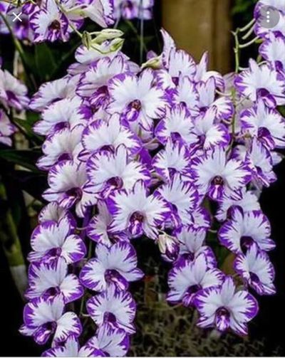 Лот: 19417727. Фото: 1. Дендрофаленопсис Enobi Purple... Горшечные растения и комнатные цветы